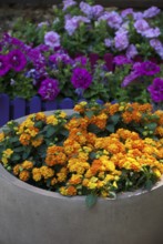 Orange bouquet in a large tub with colourful flowers in the background, südlohn, westphalia,