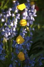 Yellow and blue flowers in the sunlight in the garden, südlohn, westphalia, germany
