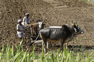 Two men ploughing a field with a team of oxen under the sun, Ranakpur, Jodhpur, Rajasthan, North