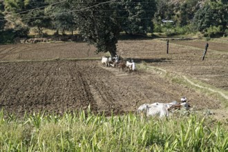Farmers ploughing a large field with an ox-drawn plough, Ranakpur, Jodhpur, Rajasthan, North India