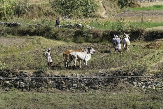Farmers leading cows to work in a field in a rural area, Ranakpur, Jodhpur, Rajasthan, North India