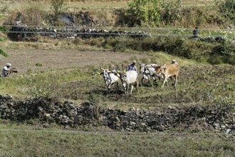 Farmers ploughing a field with cows in a rural setting, Ranakpur, Jodhpur, Rajasthan, North India