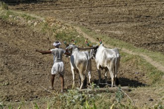 A Baür driving a team of oxen while ploughing a field, Ranakpur, Jodhpur, Rajasthan, North India