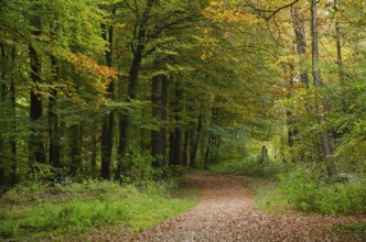 A forest path surrounded by autumn trees with green and yellow foliage in a peaceful atmosphere,