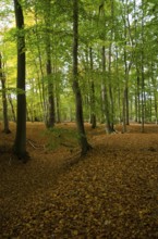 Autumn forest with dense foliage, trees stand tall with orange and green leaves, borken,
