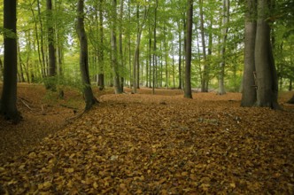 An autumnal forest with fallen leaves covers the ground while the trees stand green and still,