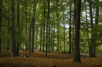 Tall trees in a dense forest on a deciduous ground, natural autumn view, borken, münsterland,