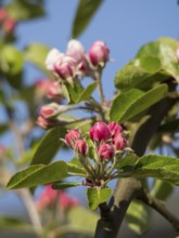 Apple tree branch full of delicate pink blossoms, surrounded by fresh green leaves, a touch of