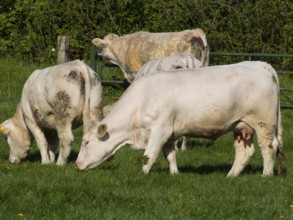 Several white cows grazing on a pasture, framed by a wooden fence, borken, münsterland, germany