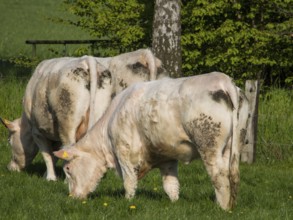 Two white cows grazing on a green pasture in front of a tree, borken, münsterland, germany