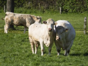 Three cows grazing peacefully on a green meadow, a quiet rural scene under a blue sky, borken,