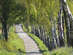 Path lined with birch trees along a green landscape, borken, münsterland, germany