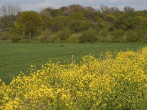 Blooming yellow flower field next to a green meadow in a spring landscape, borken, münsterland,