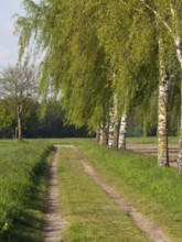 Rural path through birch avenue in a green landscape, borken, münsterland, germany