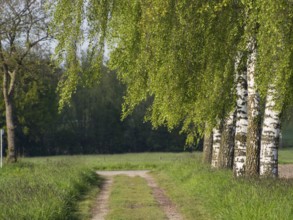 Rural path lined with birch trees and green nature, borken, münsterland, germany
