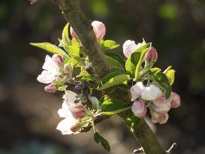 Branch with pink and white flowers, illuminated by sunlight, borken, münsterland, germany