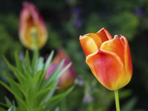 Orange-red tulip in the foreground with blurred background and spring-like colours, borken,