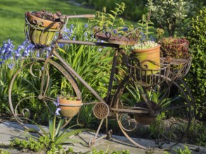 Decorative iron bicycle in the garden, decorated with flower pots and plants, borken, münsterland,