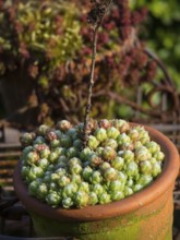 Close-up of a potted plant with succulents, borken, münsterland, germany
