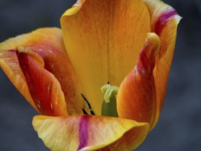 Close-up of an orange-yellow tulip with detailed petals, borken, münsterland, germany