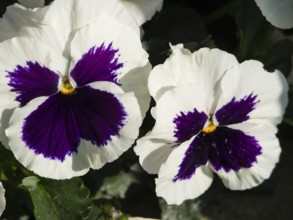 Close-up of white and purple pansies, borken, münsterland, germany