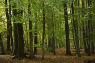 Dense forest with towering trees and foliage on the ground, borken, münsterland, germany