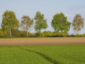A row of birch trees in front of a blue spring sky, weseke, münsterland, germany