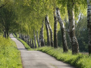 Landscape path flanked by green birch trees in spring, weseke, münsterland, germany