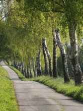 An agricultural path with birch trees in fresh spring green, weseke, münsterland, germany
