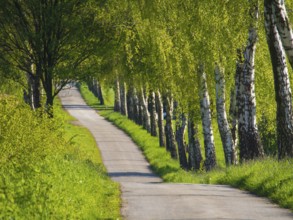 A narrow path lined with green birch trees in spring, weseke, münsterland, germany