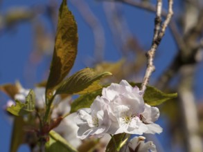 Branches with white flowers in front of a clear blue sky, weseke, münsterland, germany