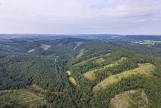 Aerial photograph, Arnsberg forest and forest damage, Stockumer Höhe, Arnsberg, Ruhr area, North
