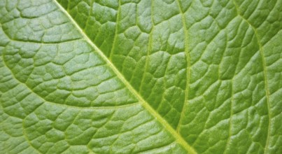 Full frame abstract green plant leaf closeup