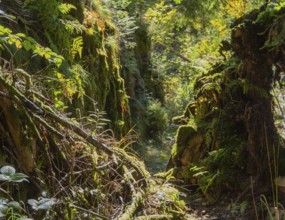 Forest scenery around the Vologne river near Gerardmer in the Vosges Mountains