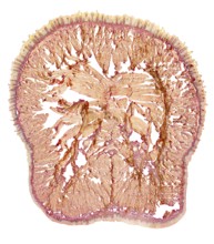 Microscopic cross section showing the tongue of a rat