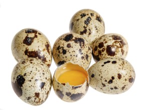 Some brown dappled quail eggs with a opened one in white back