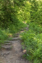 Forest track in Bavaria at summer time