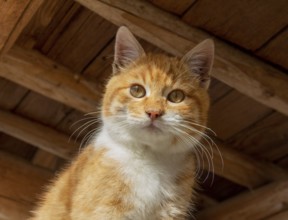 Sunny illuminated portrait of a red kitten in woody ambiance