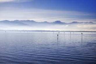 A calm Lake Constance with mountains and fog in the morning light under a blue sky, Lindau