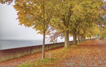 A walk along Lake Constance with trees in autumn leaves and peaceful surroundings, Lindau
