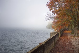 A misty autumn day on Lake Constance with trees in red-orange autumn leaves, Lindau