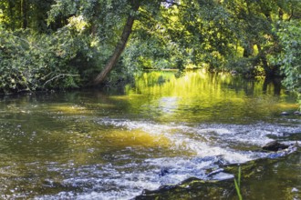 A calm river with rapids, surrounded by trees, flooded with sunlight