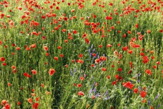 Corn poppy blossom, Eschershausen, Weserbergland, Holzminden, Lower Saxony, Germany