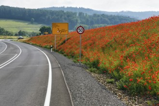 Empty federal road B 240, little traffic, traffic signs, speed limit 50 km/h, poppy blossom on the