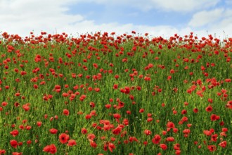 Corn poppy blossom, Eschershausen, Weserbergland, Holzminden, Lower Saxony, Germany