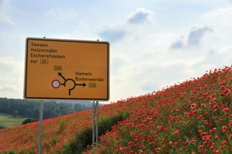 Traffic sign on the B 240 federal road, roundabout, poppy blossom, Eschershausen, Weserbergland,