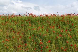 Corn poppy blossom, Eschershausen, Weserbergland, Holzminden, Lower Saxony, Germany