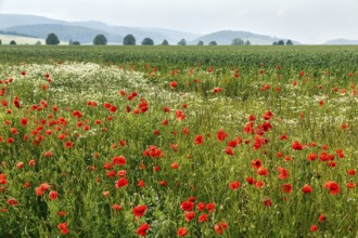 Corn poppy blossom, fields, hills on the horizon, Eschershausen, Weserbergland, Holzminden, Lower