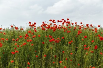 Corn poppy blossom, Eschershausen, Weserbergland, Holzminden, Lower Saxony, Germany