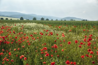 Corn poppy blossom, fields, hilly landscape, Eschershausen, Weserbergland, Holzminden, Lower